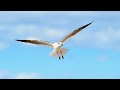 Beautiful relaxing birds flying with music background