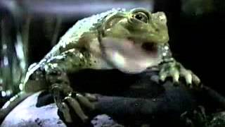 Banned Commercials Budweiser Frogs & Chameleons Get Canned