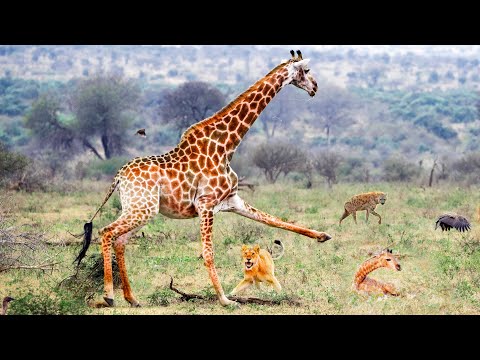 Giraffe Tries To