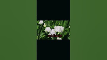 (وَقُل رَّبِّ ارْحَمْهُمَا كَمَا رَبَّيَانِي صَغِيرًا) القارئ خالد الجليل حالات واتس اب#قران #quran