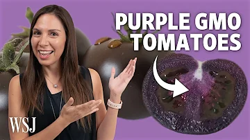 Jak vědci vytvořili fialová rajčata?