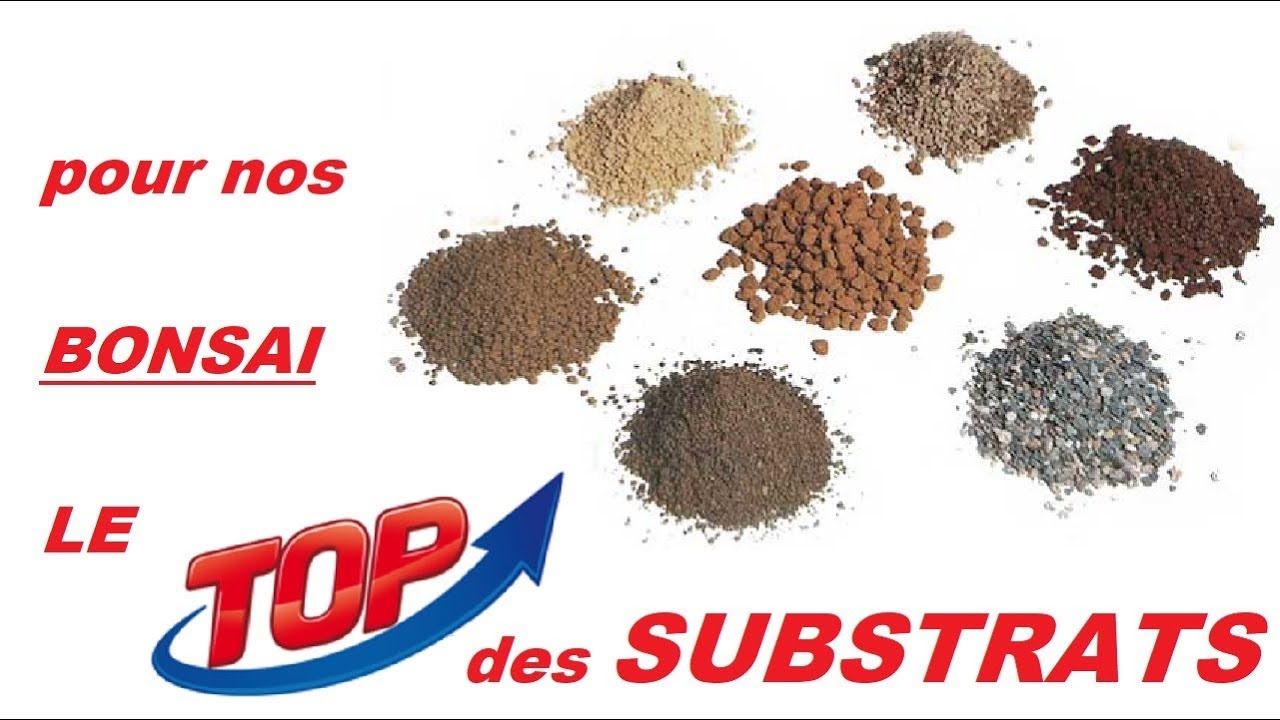 le top des substrats pour nos bonsai