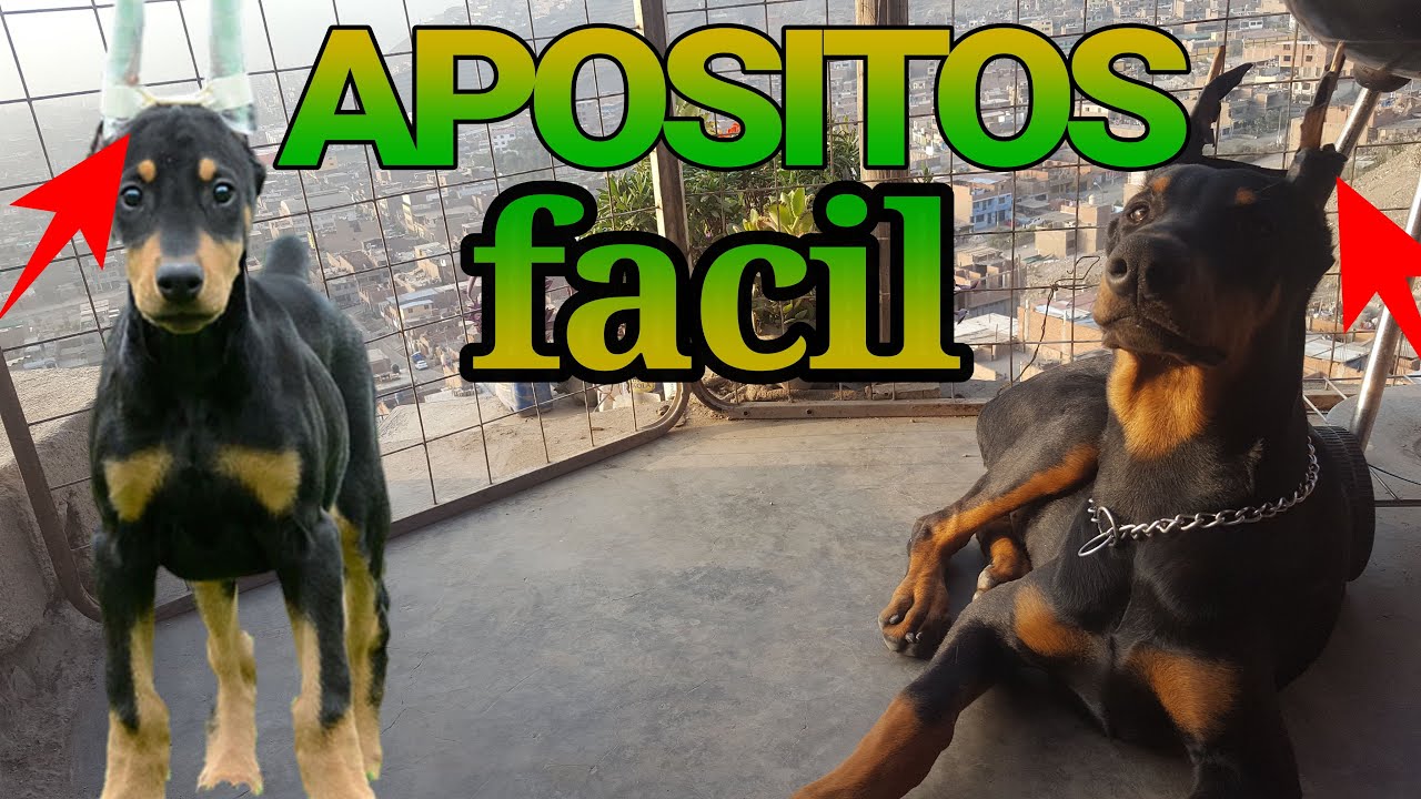 COMO COLOCAR APÓSITOS a un doberman |fácil y rápido
