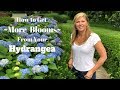 Gardening Hacks | How to Get More Blooms From Your Hydrangea!