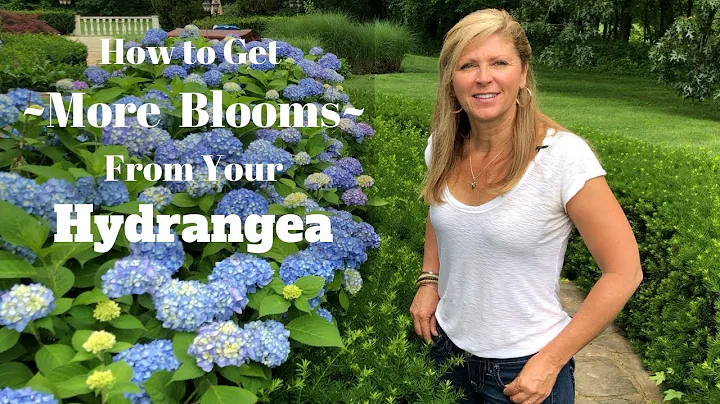 How to Get More Blooms From Your Hydrangea - DayDayNews