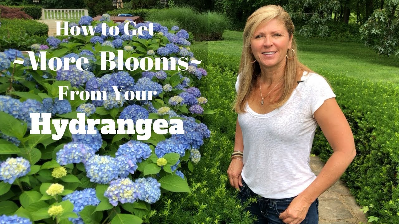 How To Get More Blooms From Your Hydrangea