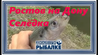 Диалоги о рыбалке -  031 / Ростов на Дону, Селёдка!