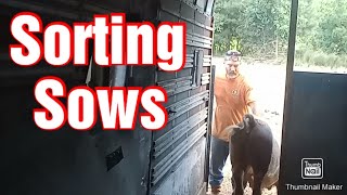 Sorting off some Sows & moving pigs