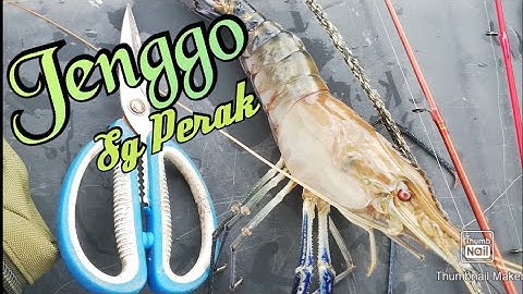 Sado² udang galah Jenggo | Sg Perak,Teluk Intan | Sepit biru yg kuat menyepit ! ! !