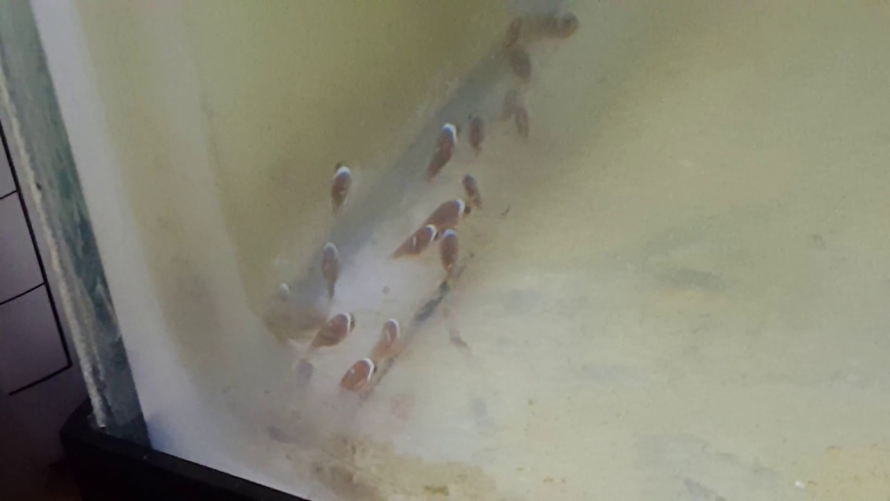 camera iphone 8 plus apk Babies Clown fish 13 days old