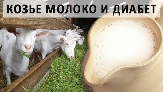 Можно ли козье молоко при сахарном диабете? Можно ли козье молоко при сахарном диабете?