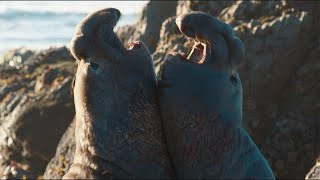 Elephant Seals Fight For Dominance | Animal Attack | Love Nature