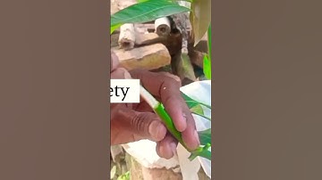 Multiple grafting on mango tree | One plant 4 variety grafting mango tree #shorts #grafting