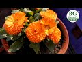 Calendula flower: How to grow and take care | Complete care of Calendula Flower | Banani's Garden