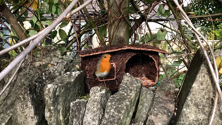 Helping garden birds this winter