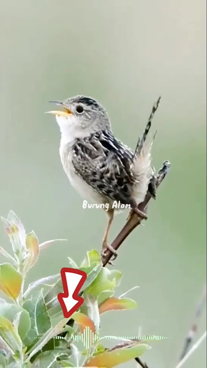 Video panjang ada di @BurungAlamliar