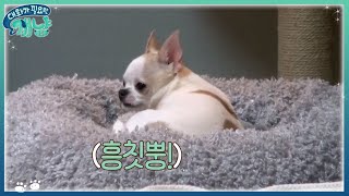 Dear My Human 루이&밍이만 챙기는 엄마! 제니 삐졌어! 서럽제니ㅠㅠ 171220 EP.14