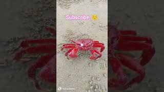 Dagara Sea beach #odisha #trending #baliapala #dagara #redcrabs