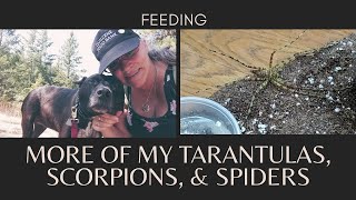 Feeding More Tarantulas, Spiders, & Scorpions