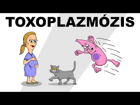 Videó: Hogyan Juthat El Toxoplazmózishoz Egy Macskából, átjut-e Az Emberben?
