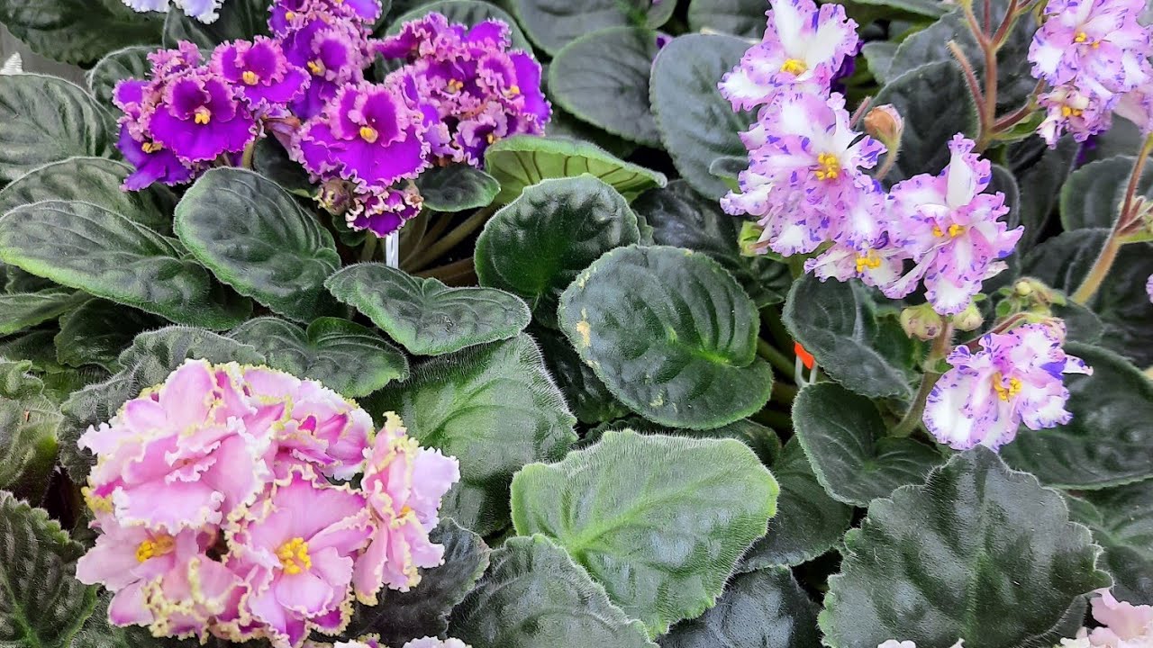 Отделяем пасынки от фиалки.