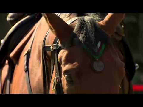 ვიდეო: იღებს თუ არა ცხენს მედალი დრეზაჟში?