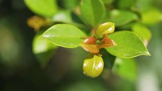 How to grow and care for the backyard bliss? - Diaco's Garden Nursery