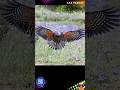 KEA PARROT|NESTOR NOTABILIS AUDIO @DISCOVER WHATZ UNIQUE #KEAPARROT #NewZealand #Conservation #IUCN