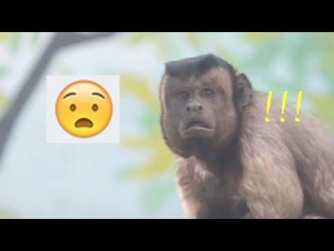monkey-with-uncanny-human-face-stunned-internet