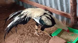 Kili Mooku Visirivaal Seval