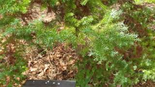 Cryptomeria japonica 'Ellegans Compacta' kryptomerie japonská