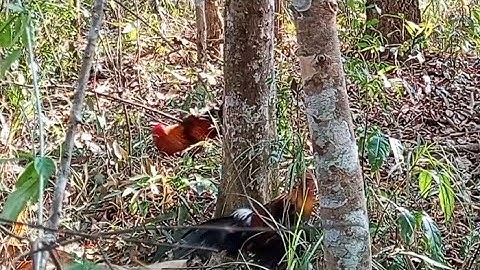 Dib qaib qus tuaj zoo heev li 16/3/2025