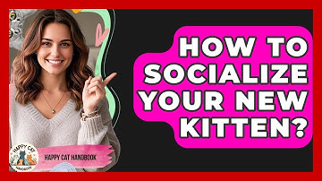 How To Socialize Your New Kitten? - Happy Cat Handbook
