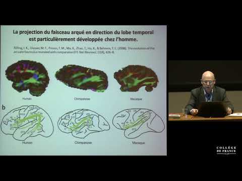 Représentation cérébrale des structures linguistiques (4) - Stanislas Dehaene (2015-2016)