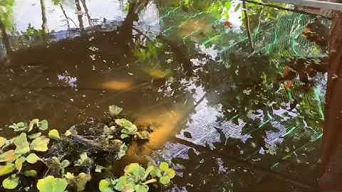 Ốc Bươu Đen | Thay Nước Nuôi Ốc Trên Bể Bạc