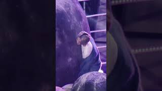 Jimin Love Army That Much