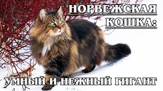 НОРВЕЖСКАЯ ЛЕСНАЯ КОШКА: Умнейшая кошка викингов | Интересные факты про кошек | Породы кошек