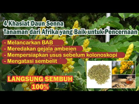 ⭕️KHASIAT DAUN SENNA 📍3 Khasiat Daun Senna, Tanaman dari Afrika yang Baik untuk Pencernaan