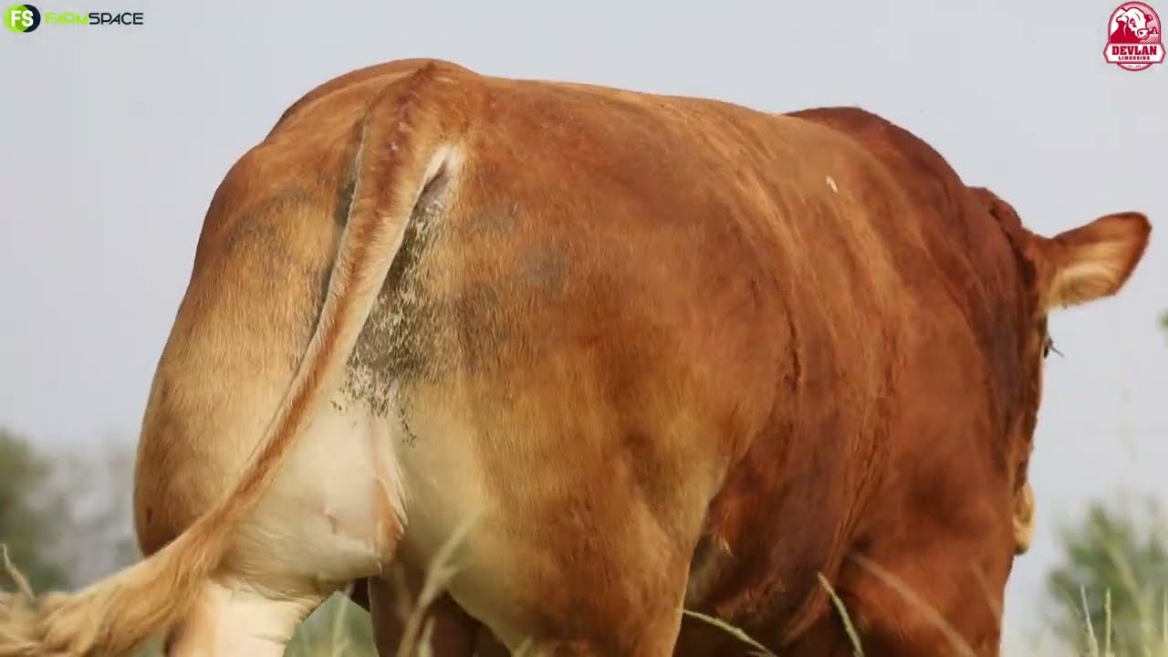 Devlan Limousins present Lot 10 | DL20-136, 18 March 2023.