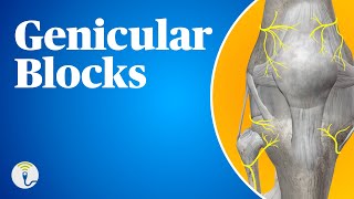 Ultrasound Guided Genicular Blocks 2024 Update