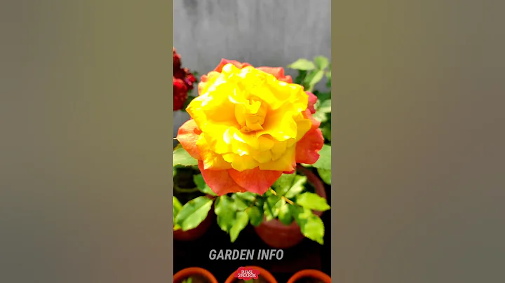 Love and peace rose #rose #beautifulrose #yellowroses #Gardeninfo - DayDayNews