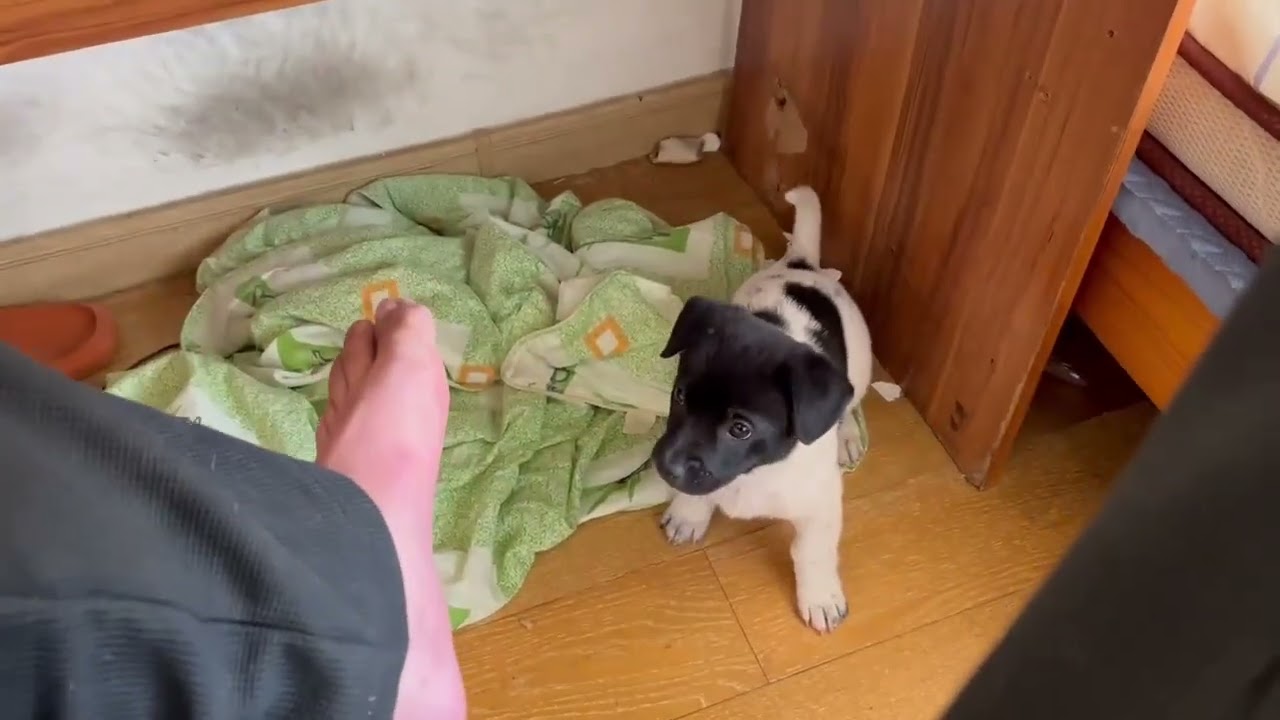 The little puppy is biting my toes.：