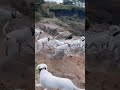 2| Dangerous dogs😱