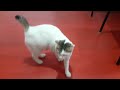 mina the cat