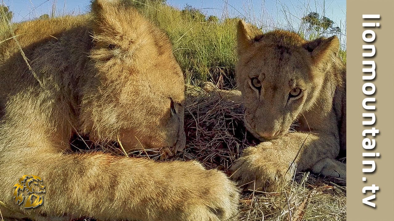 mountain lion live tv Lion cubs learn to hunt: Taking on Snakes, Porcupines and Rhinos ...