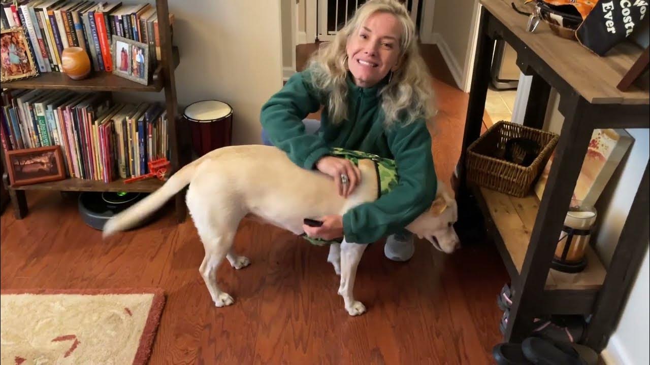 Lily the Dog vs the walking harness W. A. L. K. Loves walks. Hates the