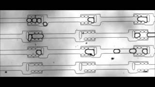 Droplet-interface-bilayer assays in microfluidic passive networks