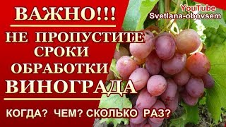 ОБРАБОТКА ВИНОГРАДА С РАННЕЙ ВЕСНЫ  ДО СБОРА УРОЖАЯ...ОТ ОИДИУМА, МИЛДЬЮ , АНТРАКНОЗА,КЛЕЩЕЙ