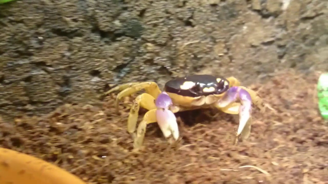 camera iphone 8 plus apk Halloween-Krabbe - Geocarcinus quadratus