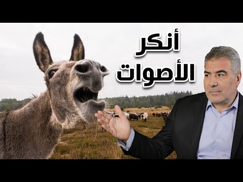 العلماء يكشفون سر صوت الحمار لماذا هو أنكر الأصوت